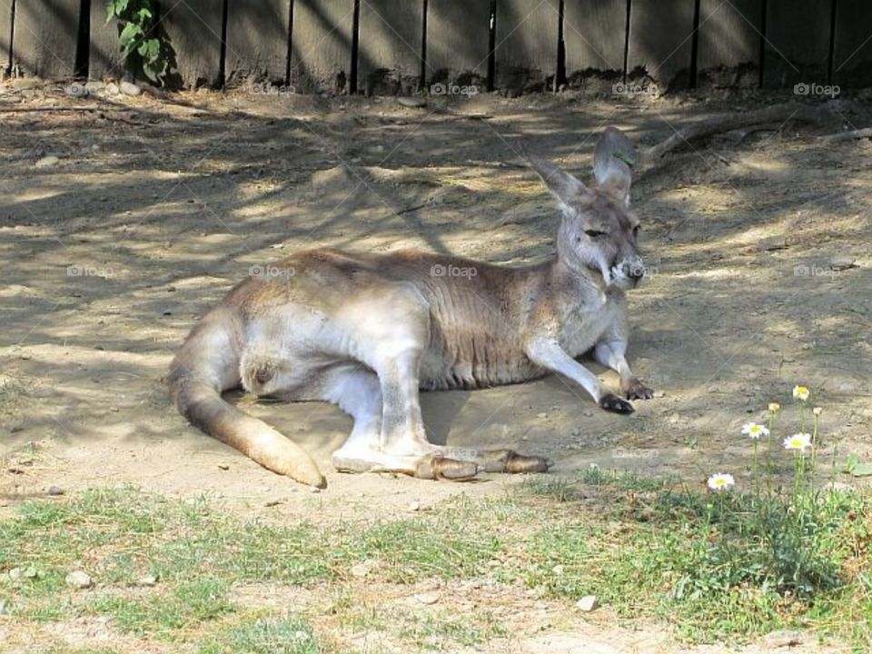 kangaroo laying down