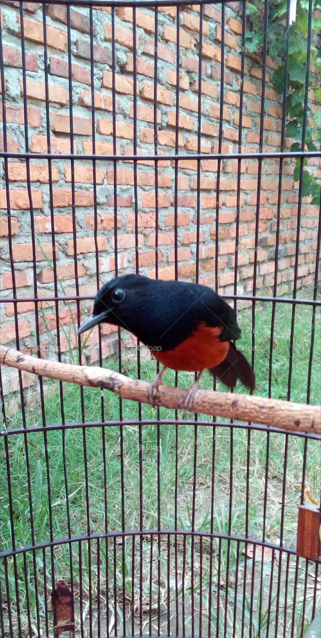 picture bird murai blacktail