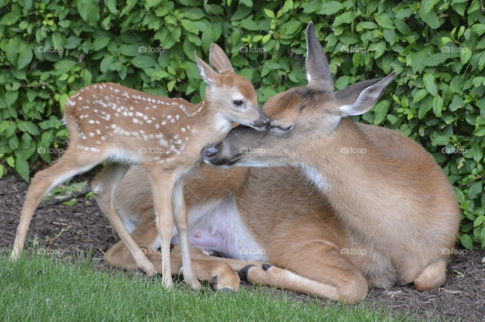 Doe and Fawn