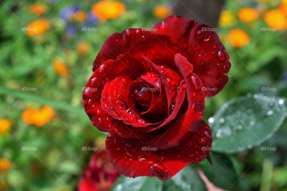 Closeup of red rose