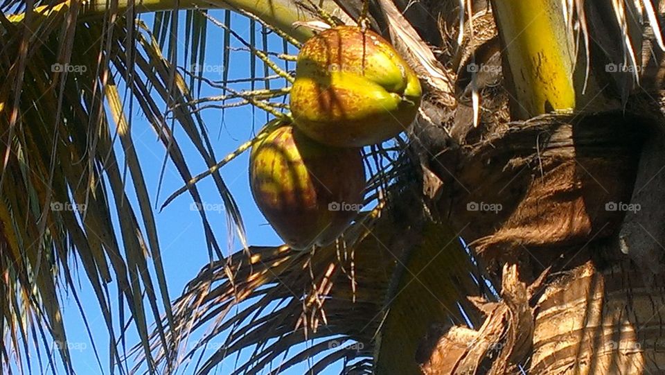 coconuts 