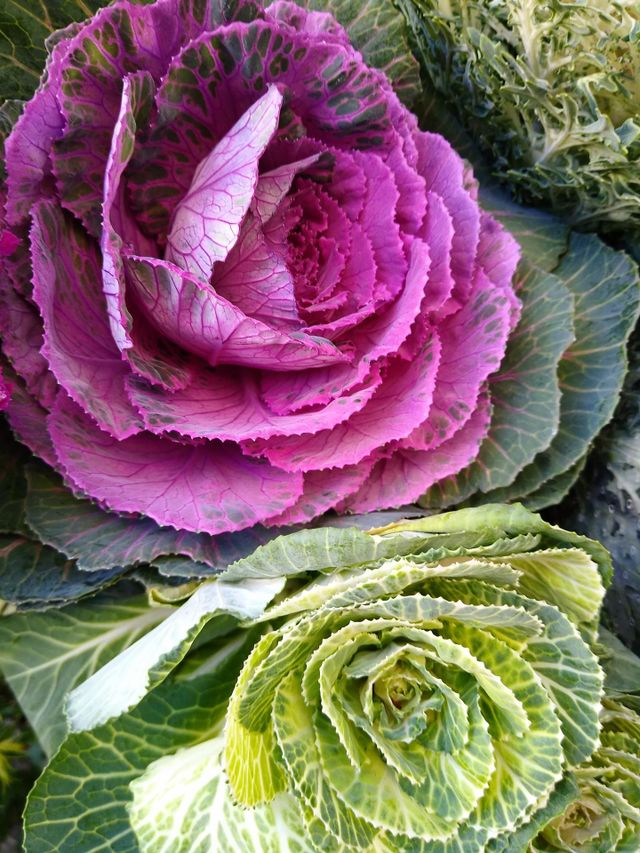 Flores