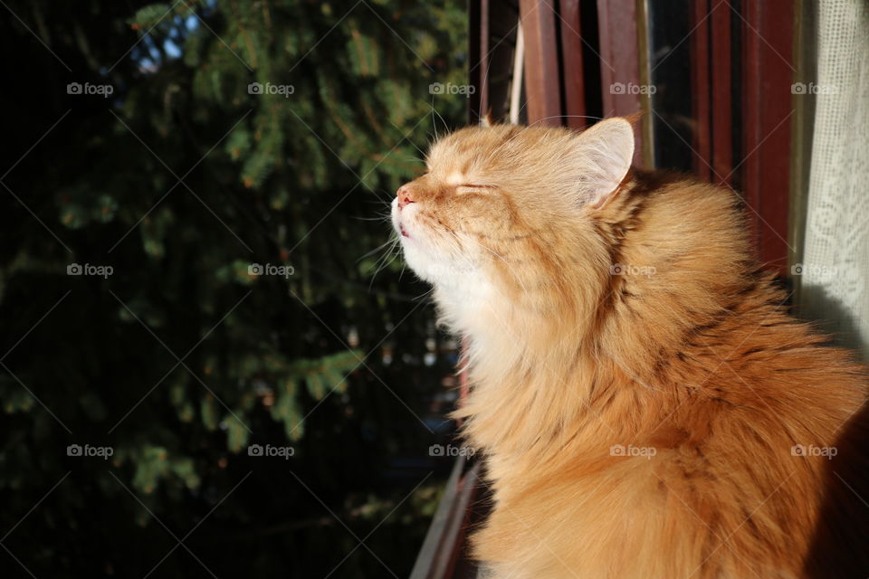 Fluffy,ginger cat enjoying the sun