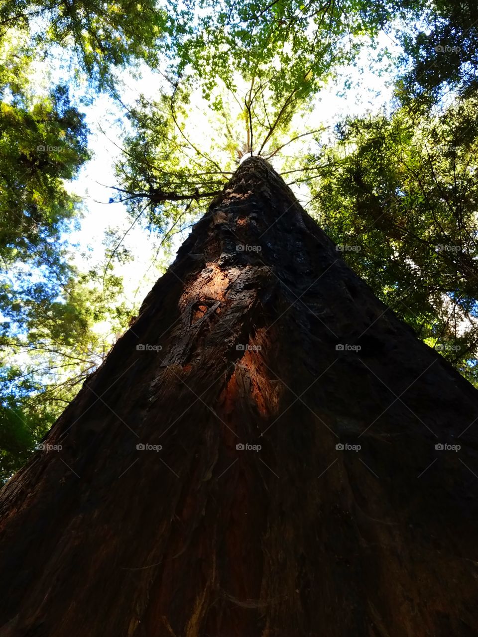 Gentle Giant - Redwood