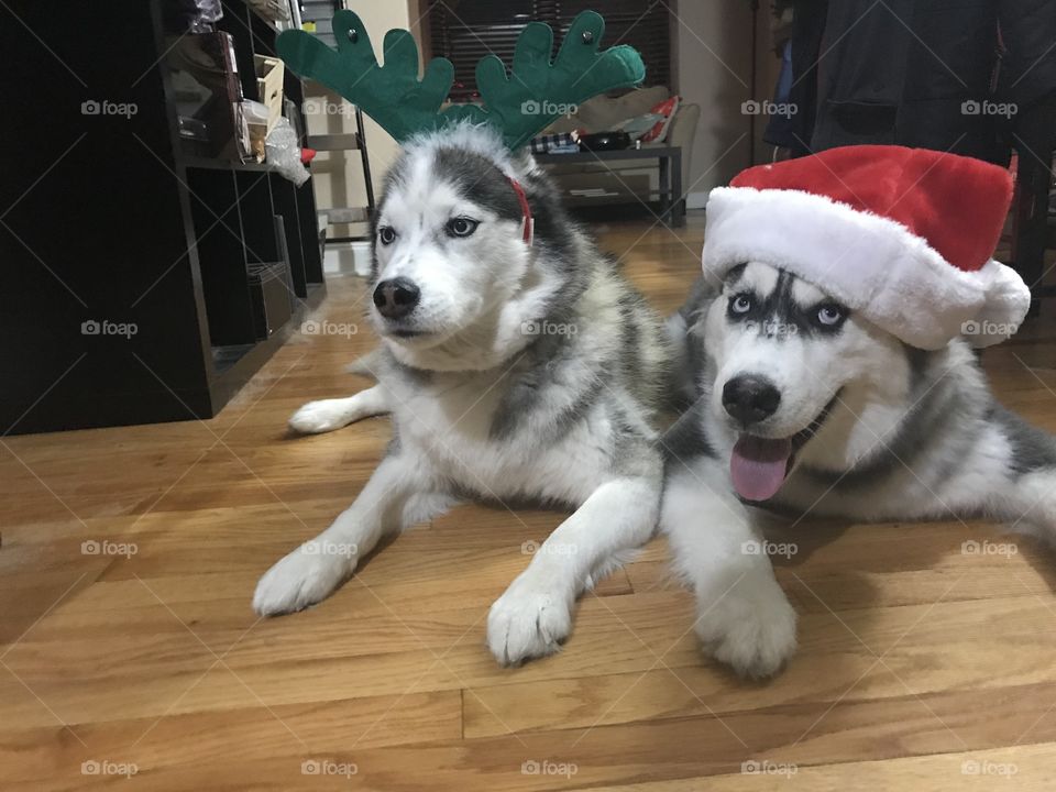 Two huskies in the Christmas spirit... well sort of.