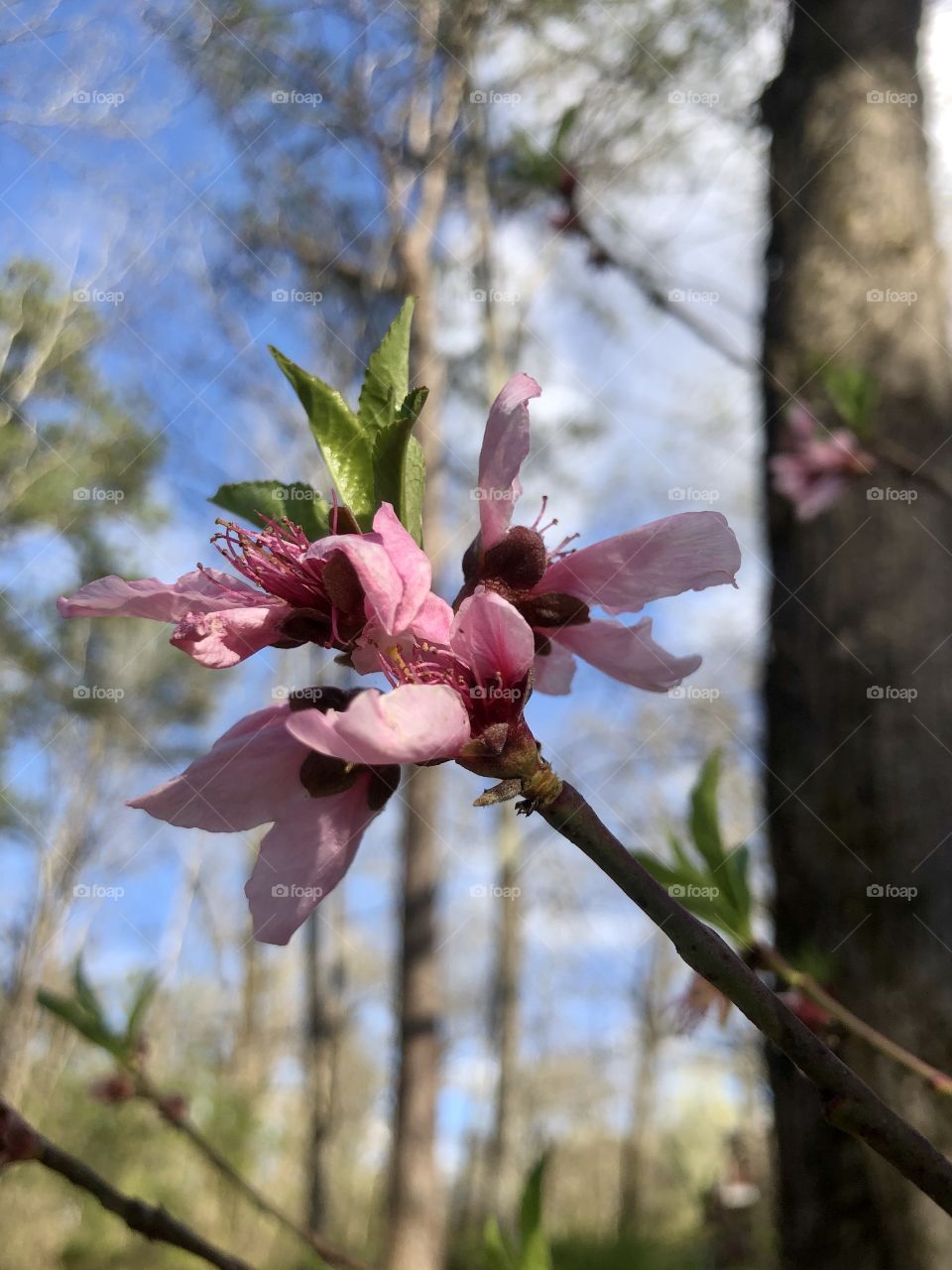 Peach tree blossom 