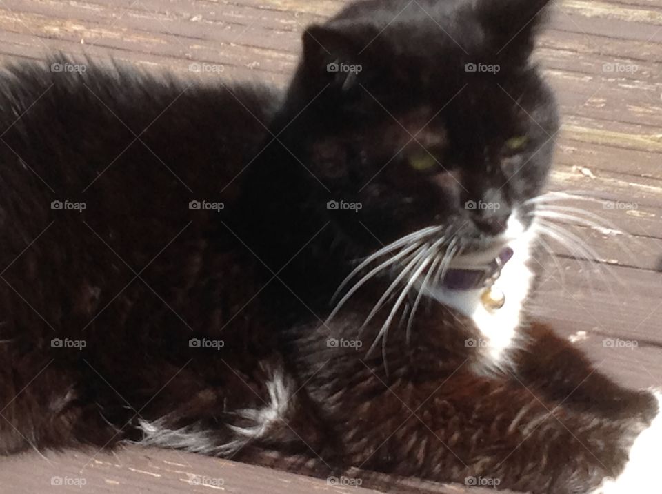 My black and white fluffy tuxedo cat.