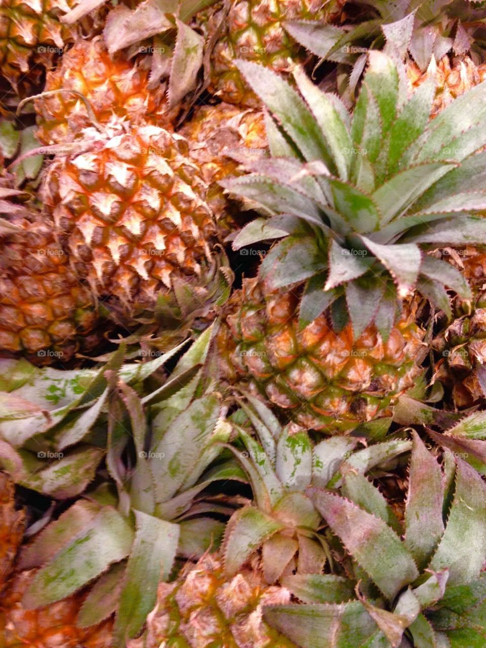 Baby pineapples. Fruit