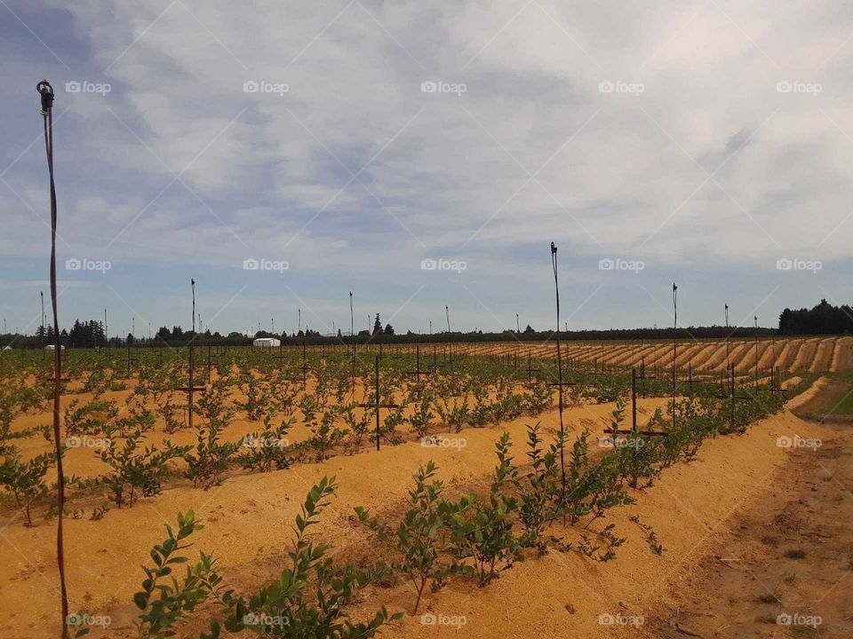 Gardens around Farm Feilds