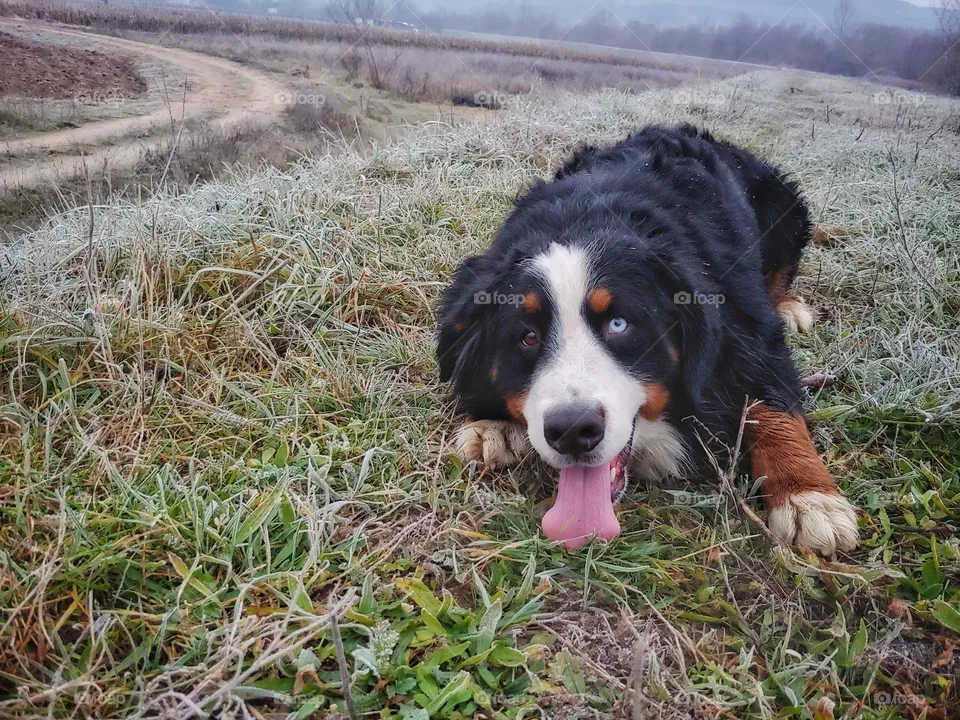Morning walk