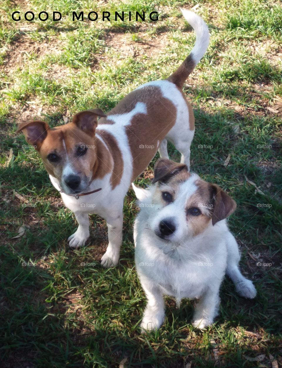 Two Adorable dogs saying good morning