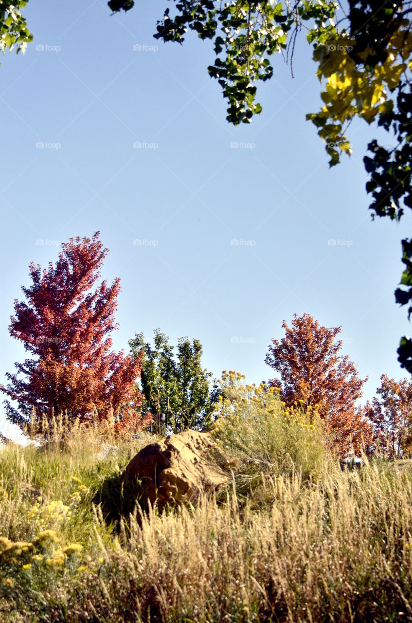 Maple Over the Ridge