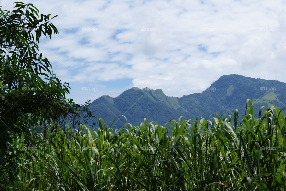 Cerro