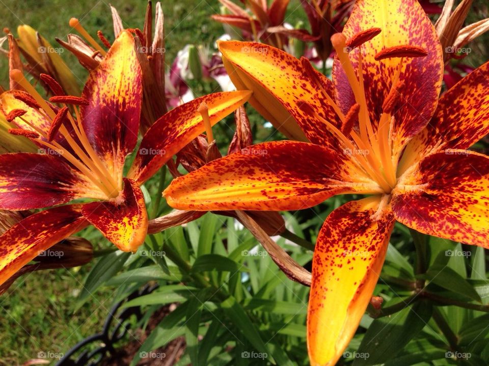 Orange lilies