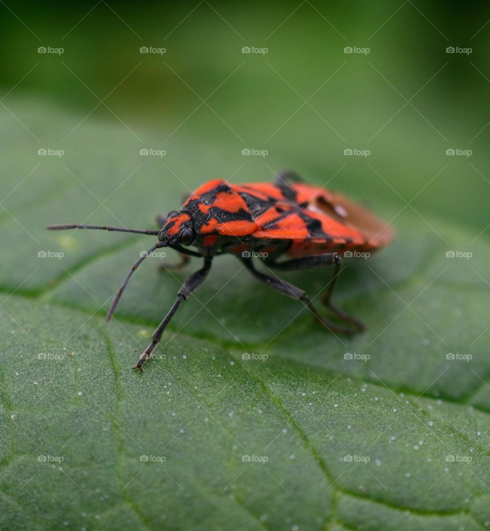 macro of bug sitting on leaf