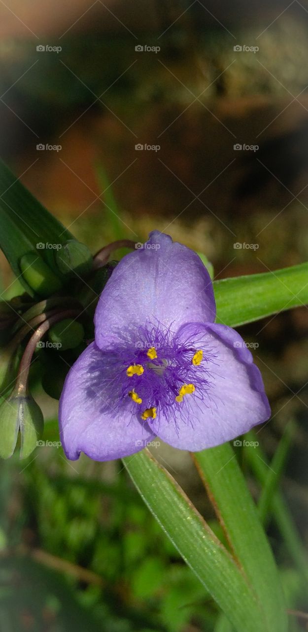 Planting spring flowers 