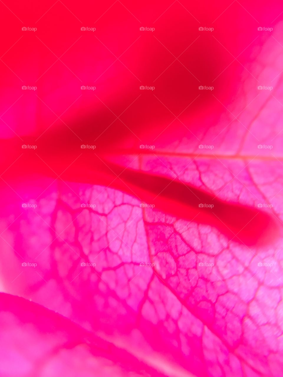 View through a pink leaf