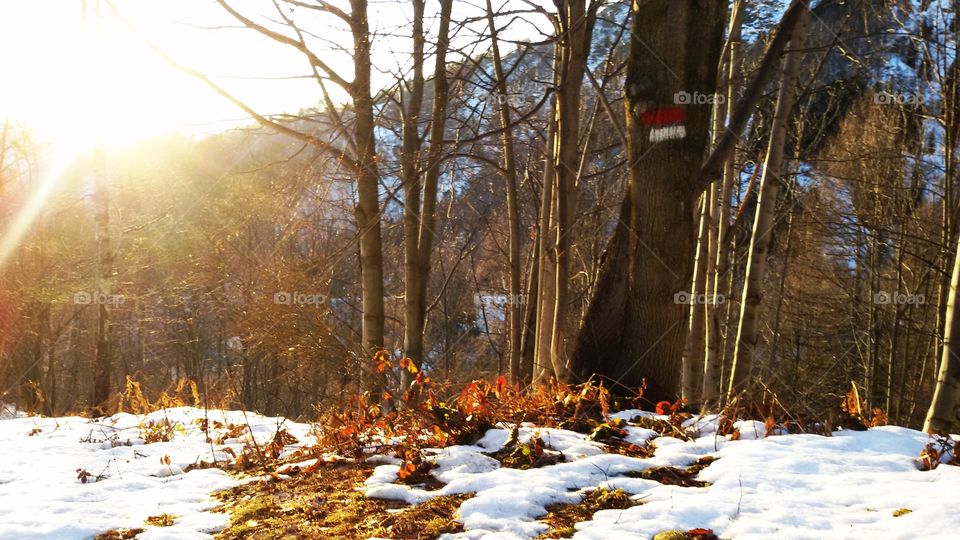 Sun peering through the trees
