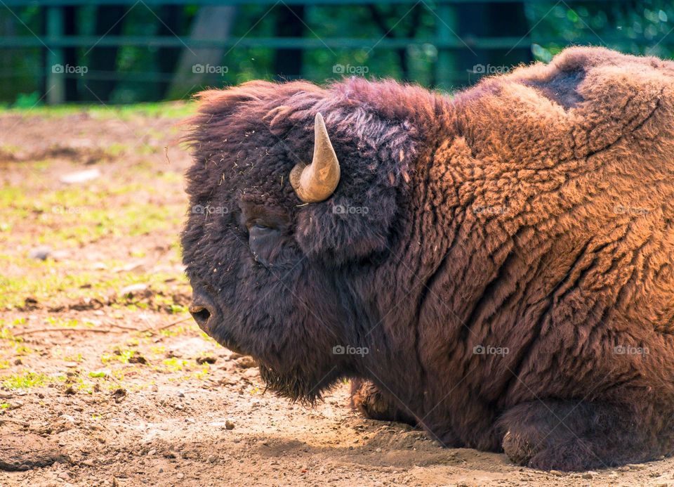 Bison