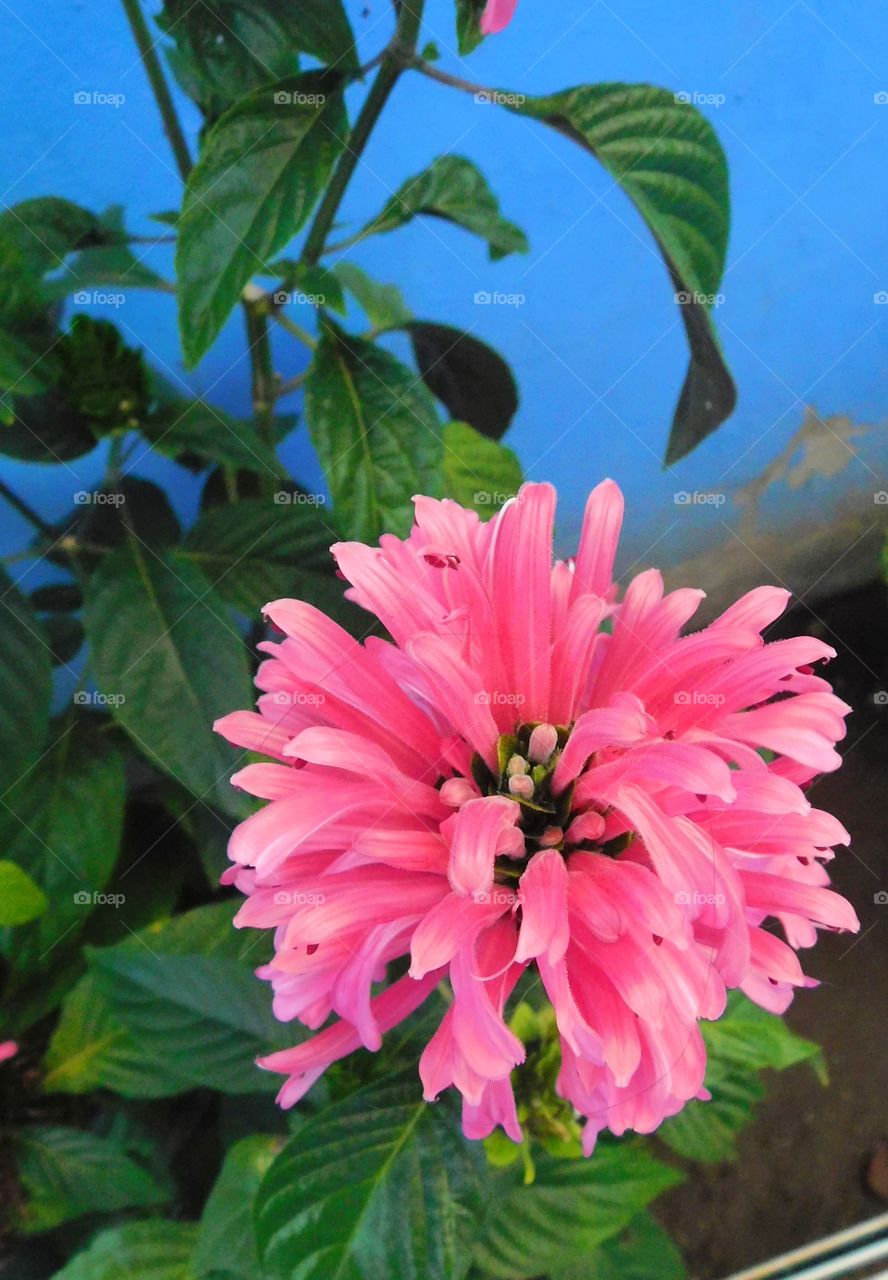 flowers pink // Nikon D3500