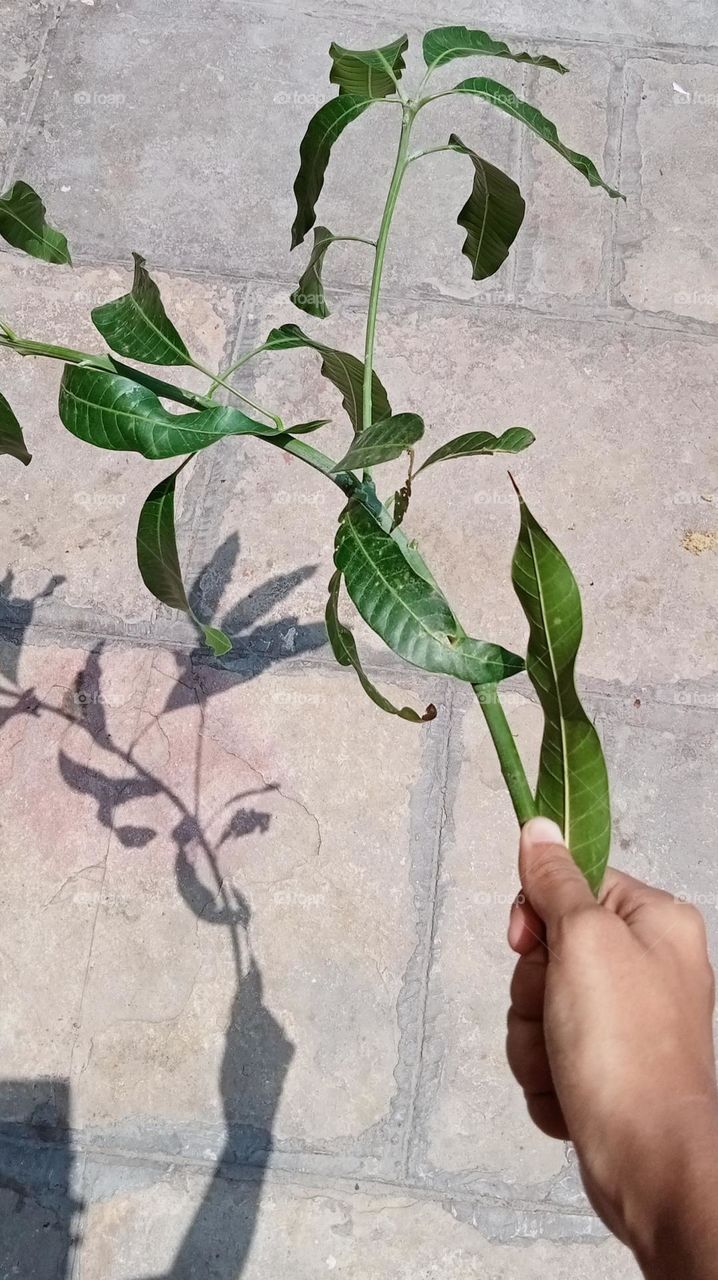 Shadow of mango leaves in summer noon.