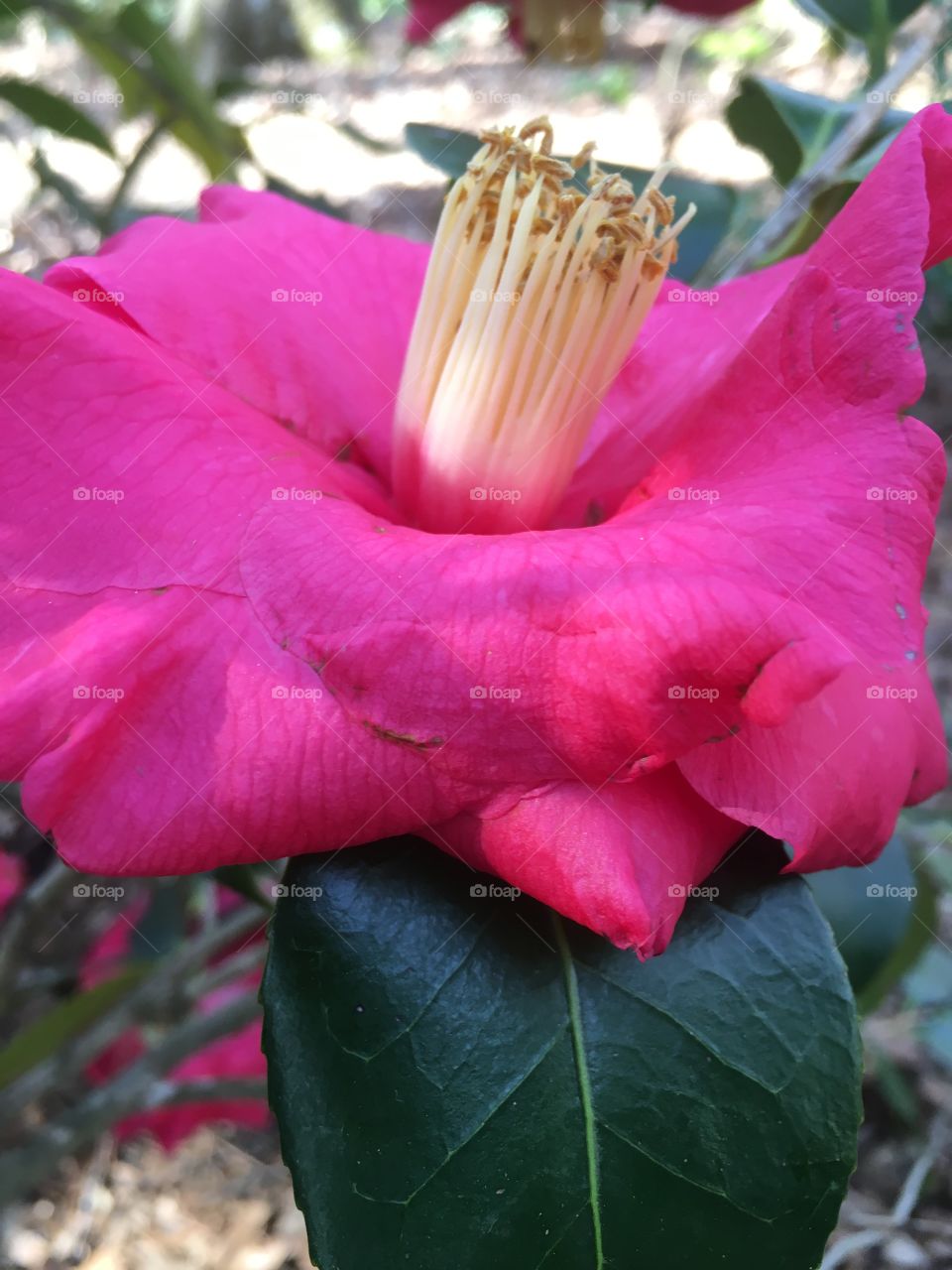 Camellia close up