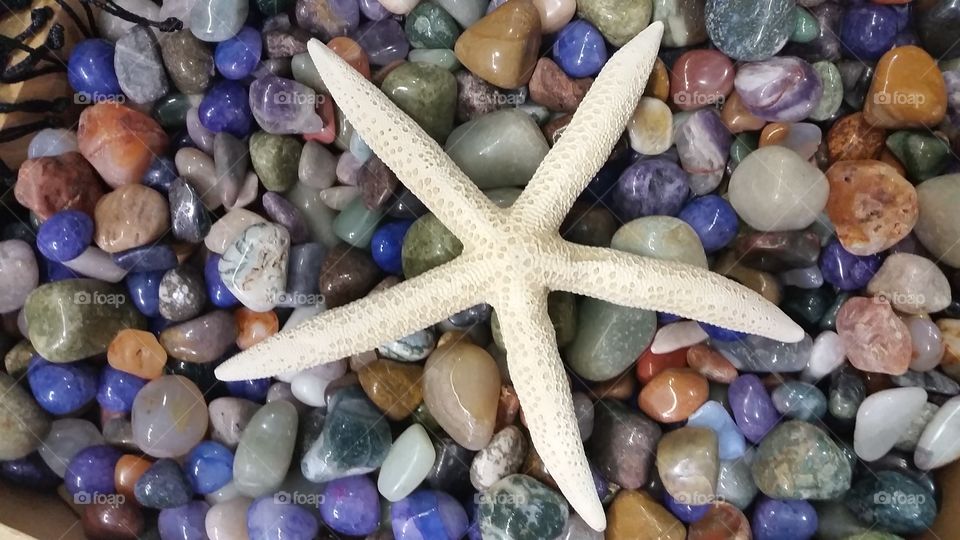 Starfish