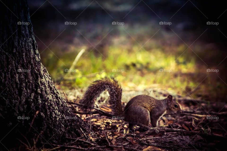 squirrel