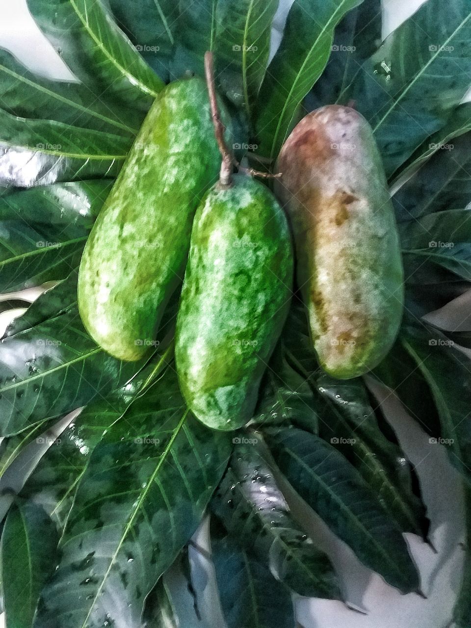Thai Mango Fruit