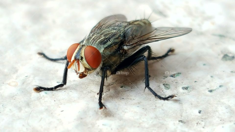 #fly #insect #housefly #macro #mobile_click #s6edgeplus