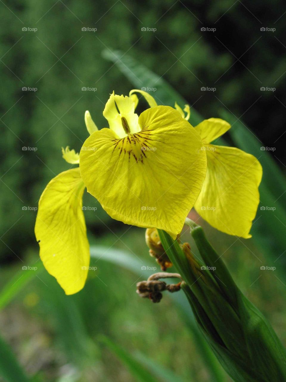 Wild Iris