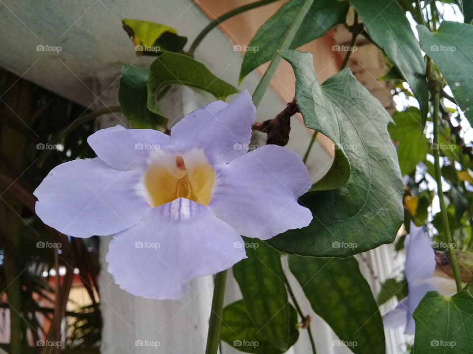 Blue Tumbergia. Beautiful flower.