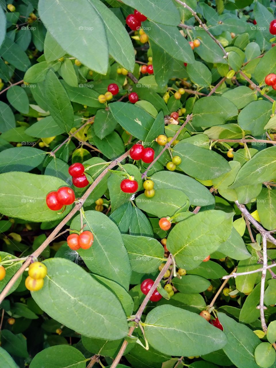 Red and green berries on honeysuckle bush.