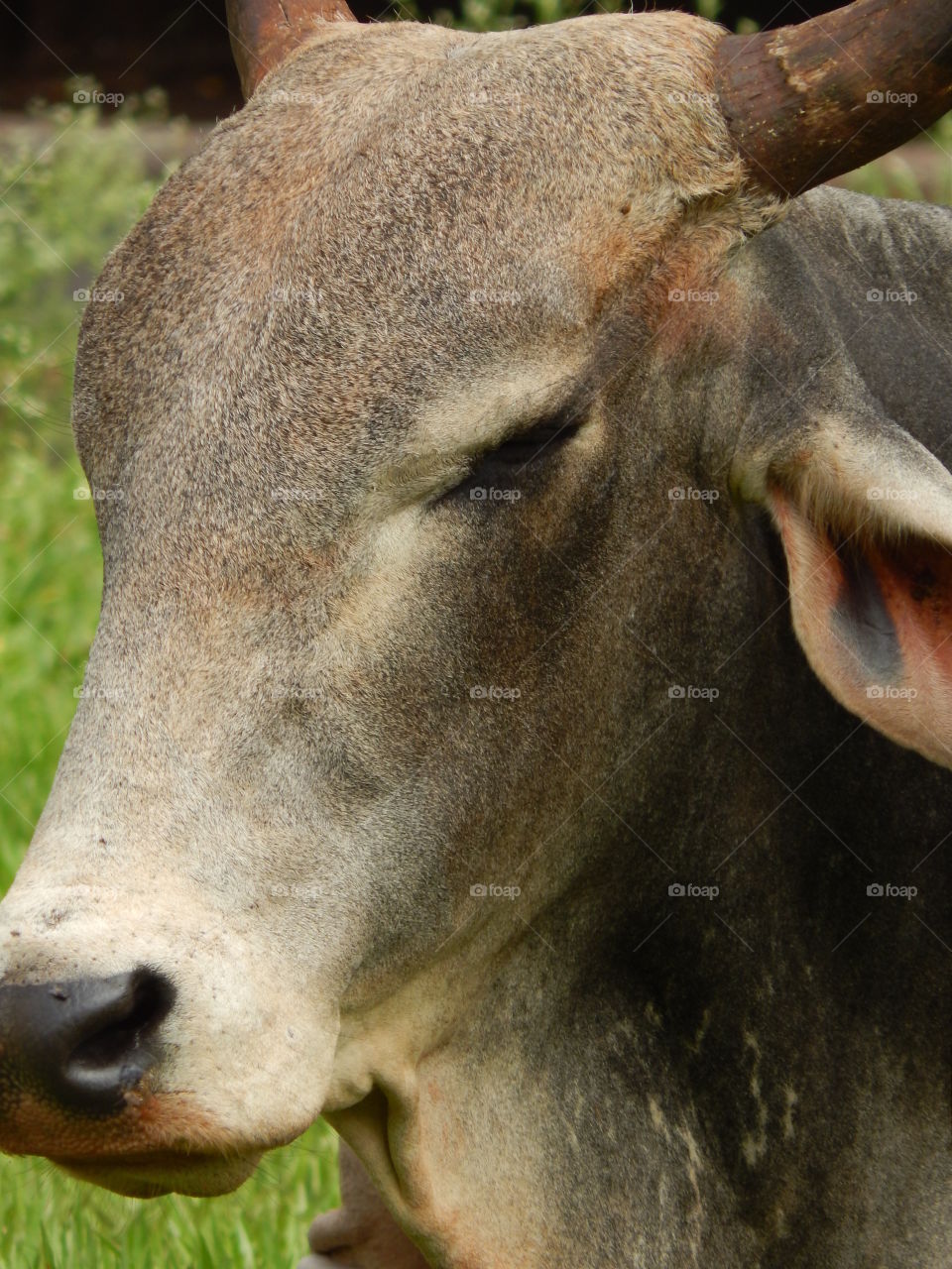 cow