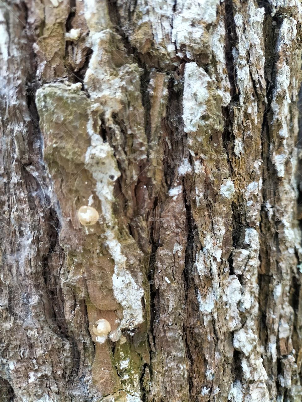 old pine tree trunk texture