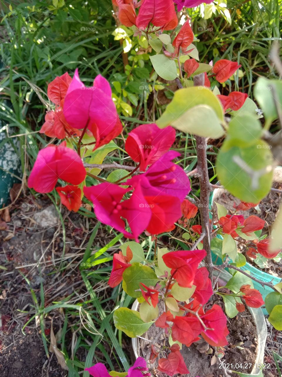 Bougainvillea close up