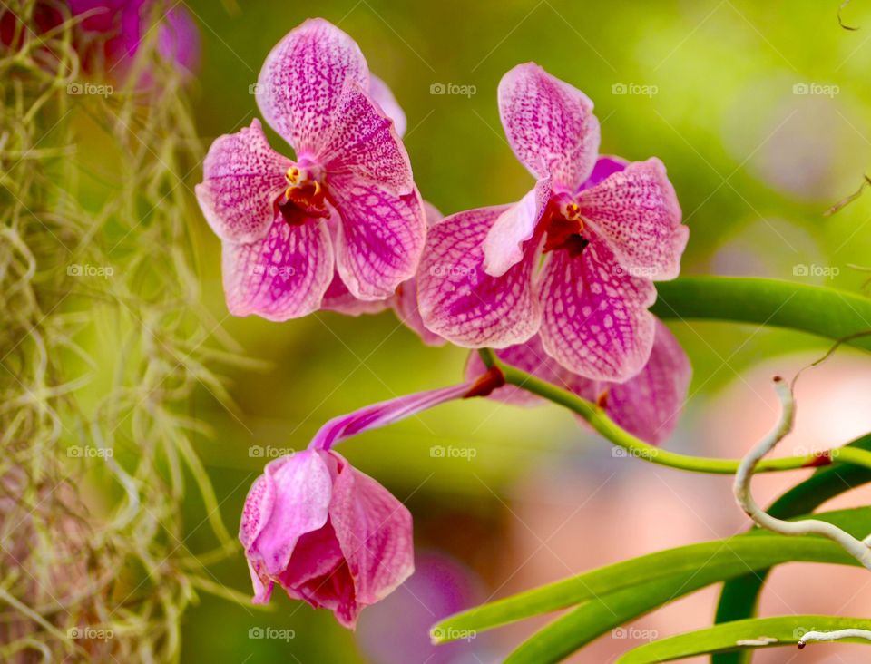 Beautiful orchids 