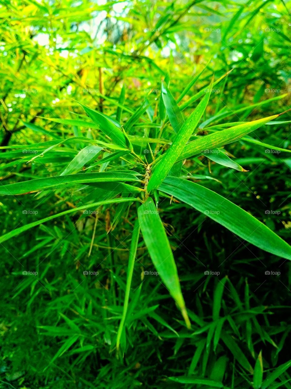 Bamboos leaves