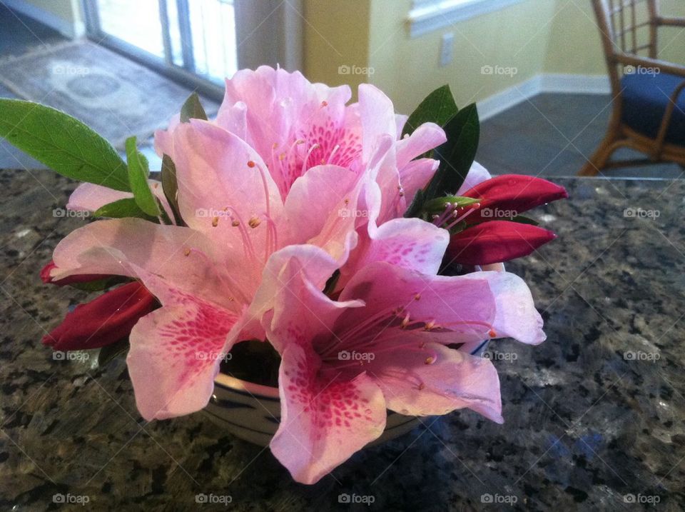 Spring Beauty. Pink flowers for Mother's Day