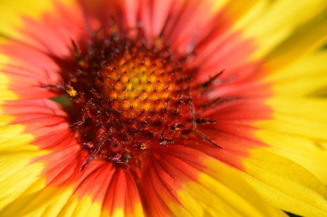 Krokardblomster