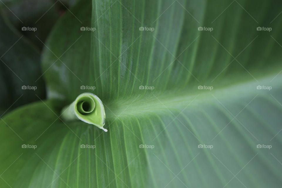 Banana leaf