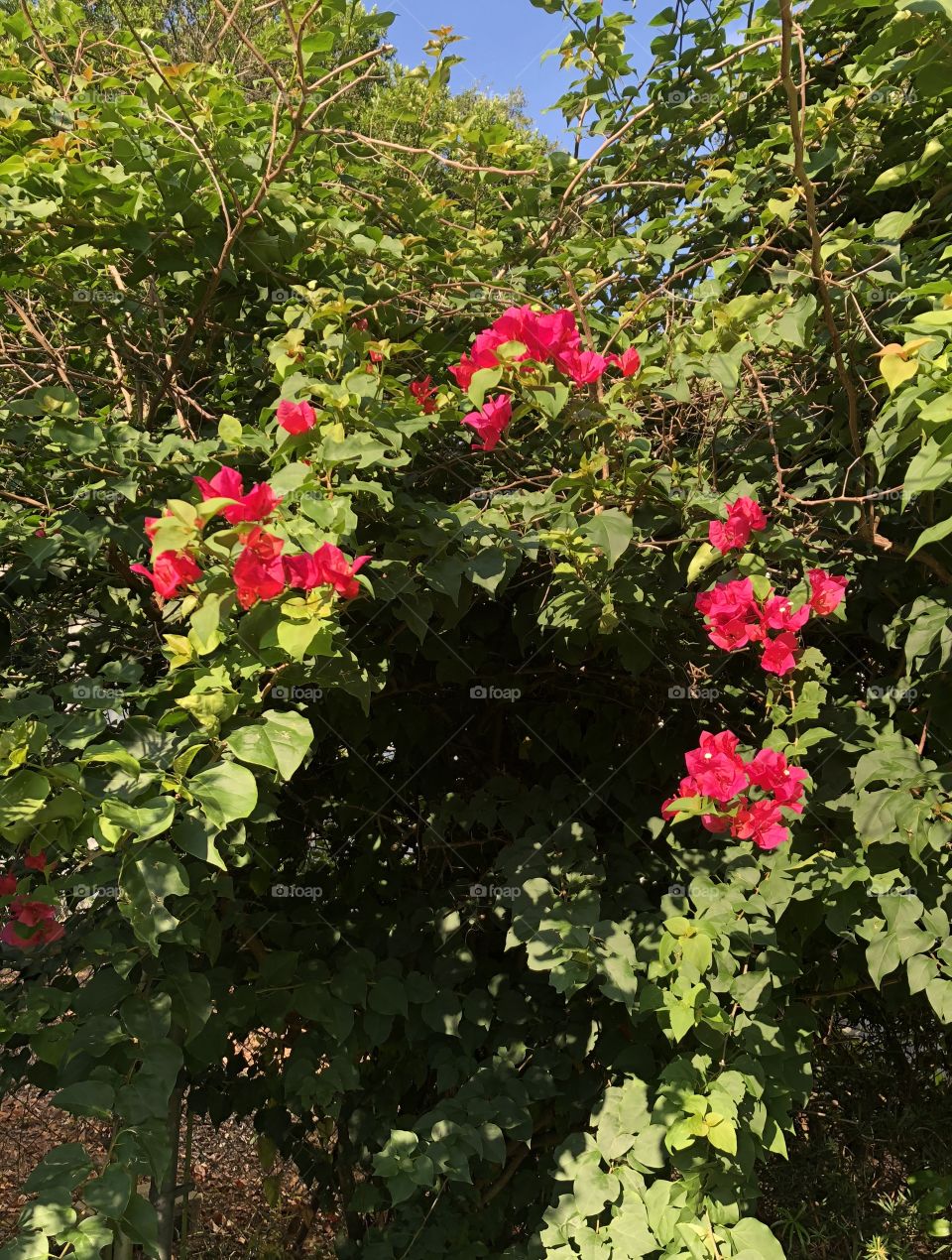 Bougainvillea 