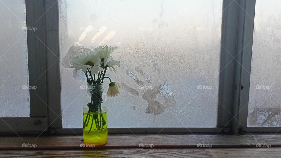 frozen flowers, flowers in a vase, chrysanthemums with ice, white on white, ice on petals, fidgety glass, handprint on glass, winter, frost, flowers, chrysanthemums