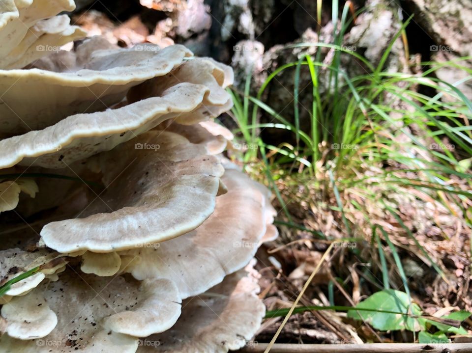 Wild mushrooms 