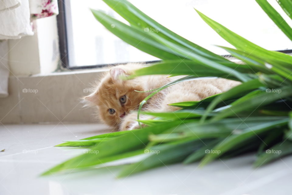 kitten and green grass