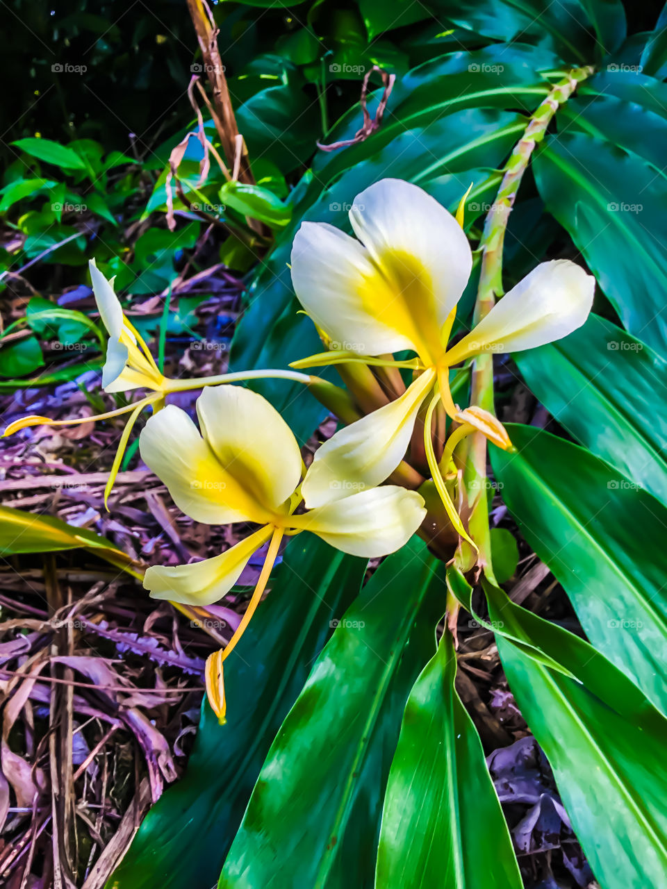 Flower on the stairs leading to Rainbow Falls