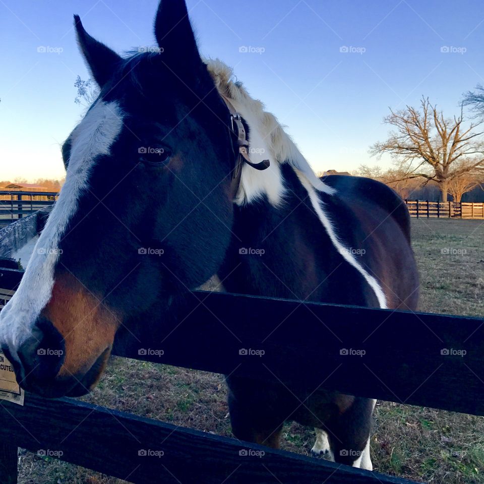 Black & White Horse