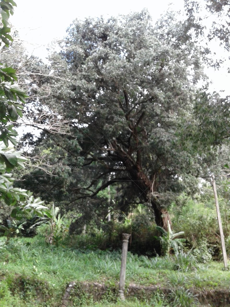 rery old tree