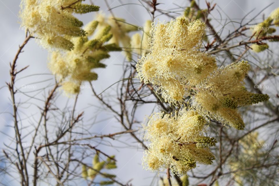 Australian native flowering tree