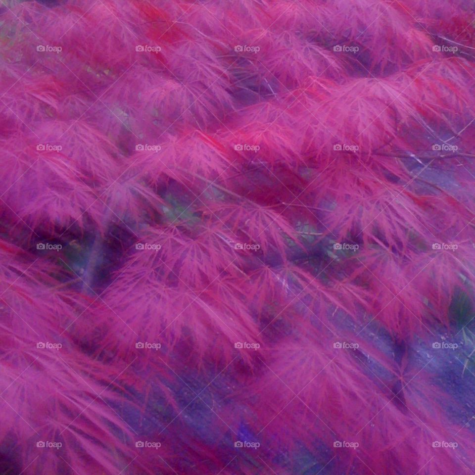 blurred mapple tree in France